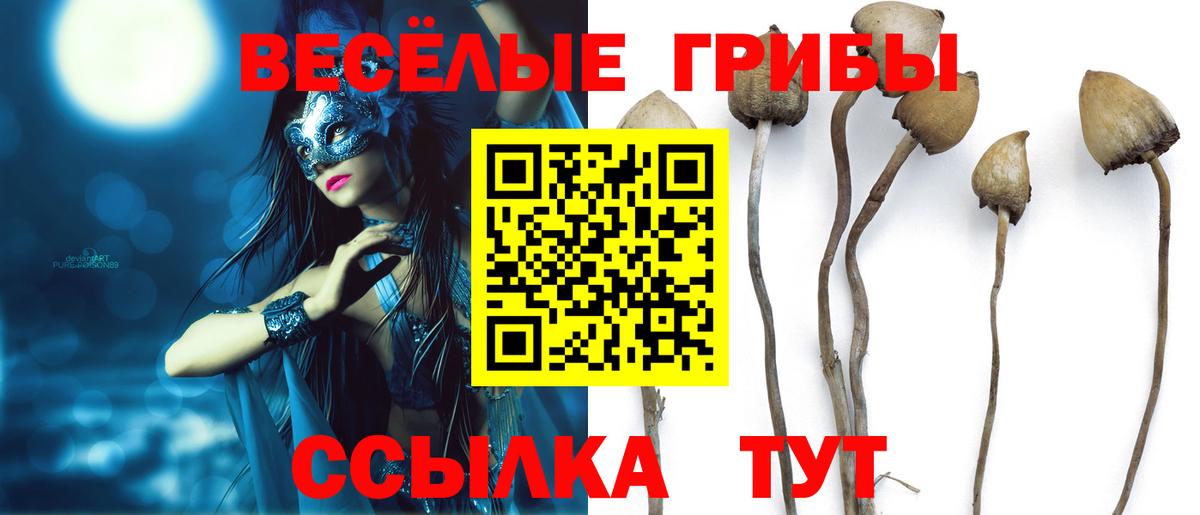Галлюциногенные грибы Psilocybe Ухта